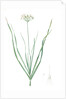 Allium tartaricum, Allium ramosum; Ail de Tartarie, Chinese chives; Fragrant-flowered garlic by Pierre Joseph Redouté