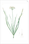Allium tartaricum, Allium ramosum; Ail de Tartarie, Chinese chives; Fragrant-flowered garlic by Pierre Joseph Redouté