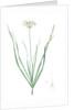 Allium tartaricum, Allium ramosum; Ail de Tartarie, Chinese chives; Fragrant-flowered garlic by Pierre Joseph Redouté