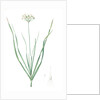 Allium tartaricum, Allium ramosum; Ail de Tartarie, Chinese chives; Fragrant-flowered garlic by Pierre Joseph Redouté