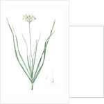 Allium tartaricum, Allium ramosum; Ail de Tartarie, Chinese chives; Fragrant-flowered garlic by Pierre Joseph Redouté