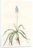 Scilla italica, Scille d'Italie; Italian Squill by Pierre Joseph Redouté