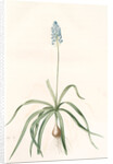 Scilla italica, Scille d'Italie; Italian Squill by Pierre Joseph Redouté