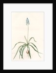 Scilla italica, Scille d'Italie; Italian Squill by Pierre Joseph Redouté