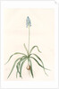Scilla italica, Scille d'Italie; Italian Squill by Pierre Joseph Redouté