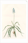 Scilla italica, Scille d'Italie; Italian Squill by Pierre Joseph Redouté