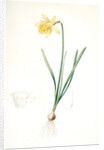 Narcissus pseudo-narcissus, Narcissus Pseudo-Narcissus, Daffodil Lent Lily by Pierre Joseph Redouté