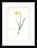 Narcissus pseudo-narcissus, Narcissus Pseudo-Narcissus, Daffodil Lent Lily by Pierre Joseph Redouté