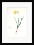Narcissus pseudo-narcissus, Narcissus Pseudo-Narcissus, Daffodil Lent Lily by Pierre Joseph Redouté