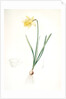 Narcissus pseudo-narcissus, Narcissus Pseudo-Narcissus, Daffodil Lent Lily by Pierre Joseph Redouté