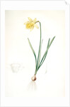 Narcissus pseudo-narcissus, Narcissus Pseudo-Narcissus, Daffodil Lent Lily by Pierre Joseph Redouté