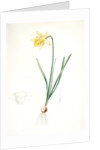 Narcissus pseudo-narcissus, Narcissus Pseudo-Narcissus, Daffodil Lent Lily by Pierre Joseph Redouté