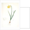 Narcissus pseudo-narcissus, Narcissus Pseudo-Narcissus, Daffodil Lent Lily by Pierre Joseph Redouté
