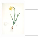 Narcissus pseudo-narcissus, Narcissus Pseudo-Narcissus, Daffodil Lent Lily by Pierre Joseph Redouté