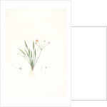 Alisma ranunculo'ides, Fluteau renonculé, Lesser waterplantain by Pierre Joseph Redouté