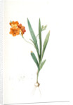 Ixia miniata, Tritonia deusta; Ixia minimum, Copper-color Tritonia by Pierre Joseph Redouté
