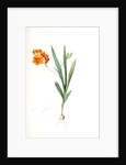 Ixia miniata, Tritonia deusta; Ixia minimum, Copper-color Tritonia by Pierre Joseph Redouté