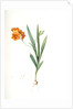 Ixia miniata, Tritonia deusta; Ixia minimum, Copper-color Tritonia by Pierre Joseph Redouté