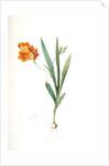 Ixia miniata, Tritonia deusta; Ixia minimum, Copper-color Tritonia by Pierre Joseph Redouté