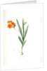 Ixia miniata, Tritonia deusta; Ixia minimum, Copper-color Tritonia by Pierre Joseph Redouté