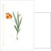 Ixia miniata, Tritonia deusta; Ixia minimum, Copper-color Tritonia by Pierre Joseph Redouté