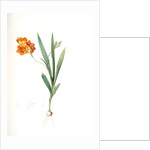 Ixia miniata, Tritonia deusta; Ixia minimum, Copper-color Tritonia by Pierre Joseph Redouté