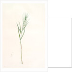 Polygonatum sibiricum, Polygonatum sibiricum; Polygonatum de Sibèrie, Siberian Solomon's seal by Pierre Joseph Redouté