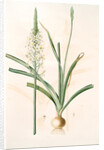 Ornithoga­lum trigynum, Ornithogalum narbonense; Ornithogale à trois styles by Pierre Joseph Redouté