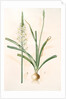 Ornithoga­lum trigynum, Ornithogalum narbonense; Ornithogale à trois styles by Pierre Joseph Redouté