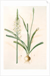 Ornithoga­lum trigynum, Ornithogalum narbonense; Ornithogale à trois styles by Pierre Joseph Redouté