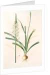 Ornithoga­lum trigynum, Ornithogalum narbonense; Ornithogale à trois styles by Pierre Joseph Redouté