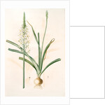 Ornithoga­lum trigynum, Ornithogalum narbonense; Ornithogale à trois styles by Pierre Joseph Redouté