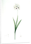 Ixia maculata, Ixia tachée, African cornlily by Pierre Joseph Redouté