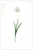 Ixia maculata, Ixia tachée, African cornlily by Pierre Joseph Redouté