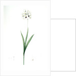 Ixia maculata, Ixia tachée, African cornlily by Pierre Joseph Redouté