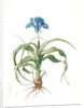 Iris scorpiodes, Iris alata; Iris Scorpion by Pierre Joseph Redouté