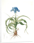 Iris scorpiodes, Iris alata; Iris Scorpion by Pierre Joseph Redouté