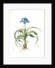 Iris scorpiodes, Iris alata; Iris Scorpion by Pierre Joseph Redouté