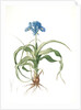 Iris scorpiodes, Iris alata; Iris Scorpion by Pierre Joseph Redouté