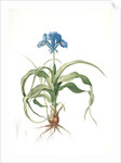 Iris scorpiodes, Iris alata; Iris Scorpion by Pierre Joseph Redouté