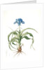 Iris scorpiodes, Iris alata; Iris Scorpion by Pierre Joseph Redouté