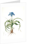 Iris scorpiodes, Iris alata; Iris Scorpion by Pierre Joseph Redouté