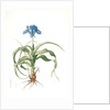 Iris scorpiodes, Iris alata; Iris Scorpion by Pierre Joseph Redouté