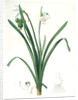 Leucoium aestivum, Leucojum aestivum; Nivéole d'été; Summer Snowflake by Pierre Joseph Redouté