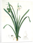 Leucoium aestivum, Leucojum aestivum; Nivéole d'été; Summer Snowflake by Pierre Joseph Redouté