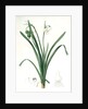 Leucoium aestivum, Leucojum aestivum; Nivéole d'été; Summer Snowflake by Pierre Joseph Redouté