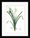 Leucoium aestivum, Leucojum aestivum; Nivéole d'été; Summer Snowflake by Pierre Joseph Redouté