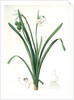 Leucoium aestivum, Leucojum aestivum; Nivéole d'été; Summer Snowflake by Pierre Joseph Redouté