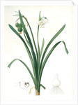 Leucoium aestivum, Leucojum aestivum; Nivéole d'été; Summer Snowflake by Pierre Joseph Redouté