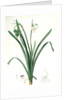 Leucoium aestivum, Leucojum aestivum; Nivéole d'été; Summer Snowflake by Pierre Joseph Redouté
